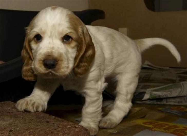 Cocker spaniel Nuggi - Nuggi baby, er han ikke nuttet ? billede 8