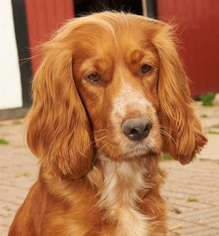 Cocker spaniel Sussi - Hun er så skøn lille pigen :o) billede 4
