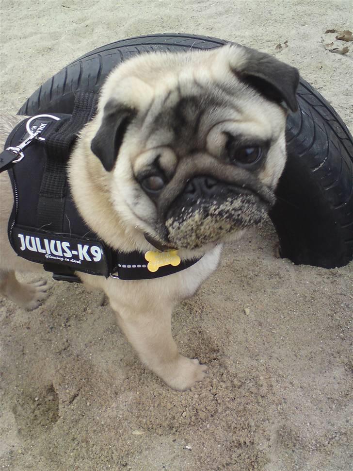 Mops Noah - "Sand ? ... Hva for noget sand ? det var ikke mig" billede 2