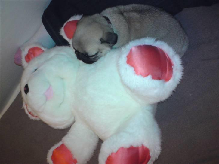 Mops Noah - Jeg elsker min bamse :I (8 uger gammel) billede 3