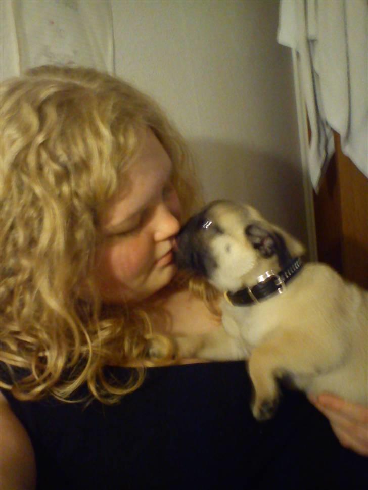 Mops Noah - Jeg elsker dig basse !  billede 4