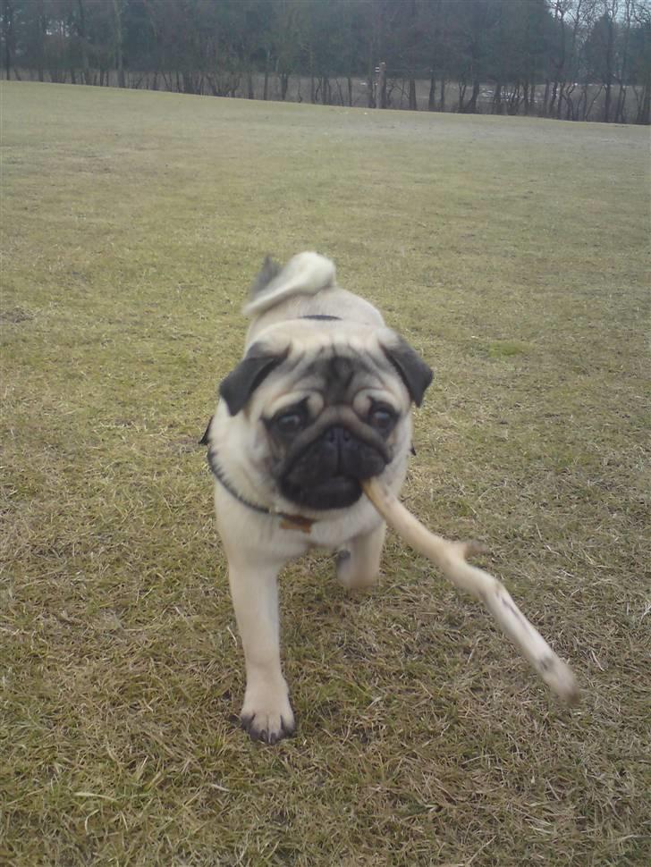 Mops Noah - Weee ! Min pind !  billede 5