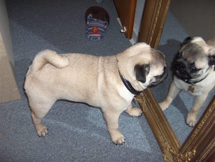 Mops Noah - Sikke en flot fyr inde i spejlet ! :D billede 6