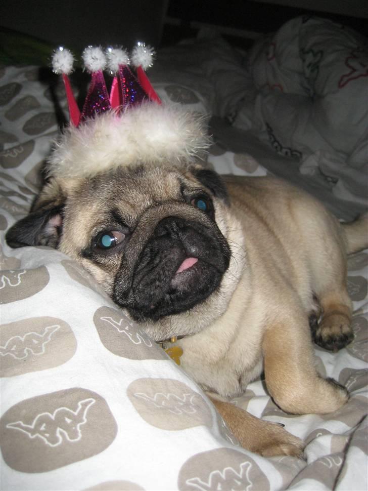 Mops Noah - Åååårh, lad dog være med at tage billeder af mig - jeg sover ! :D billede 7