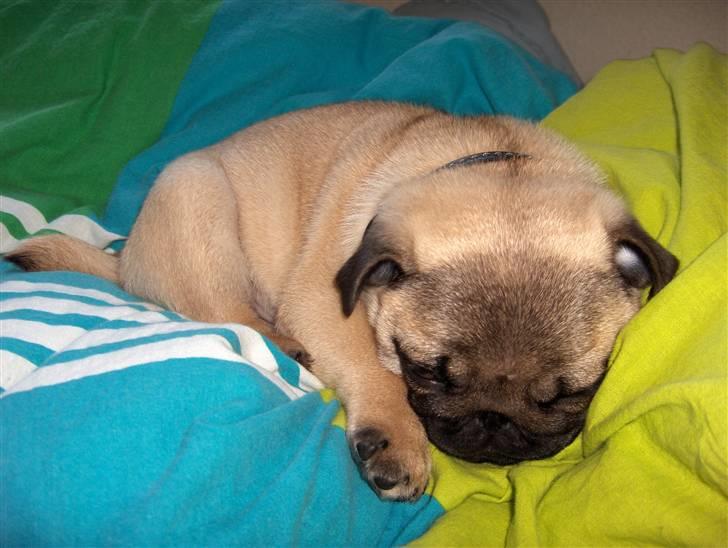 Mops Noah - Moars dyne er dejlig at putte på :I billede 8