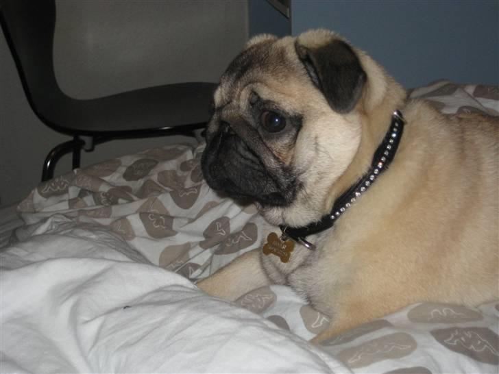 Mops Noah - Min smukke guldklump ! :D billede 9