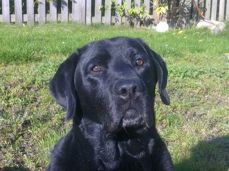 Labrador retriever Bamse * RIP * - Oktober 2010 i baghaven :-) billede 5