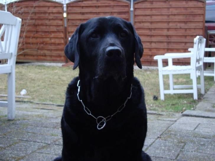 Labrador retriever Bamse * RIP * - Sommer 2010 :-) billede 1