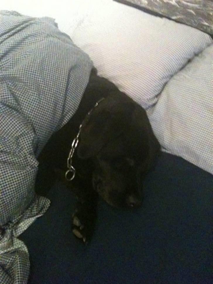 Labrador retriever Bamse * RIP * - Han nyder at snige sig op under ens dyne når han er alene hjemme :-) Og jo ældre han er, jo tungere sover han jo :-) billede 6
