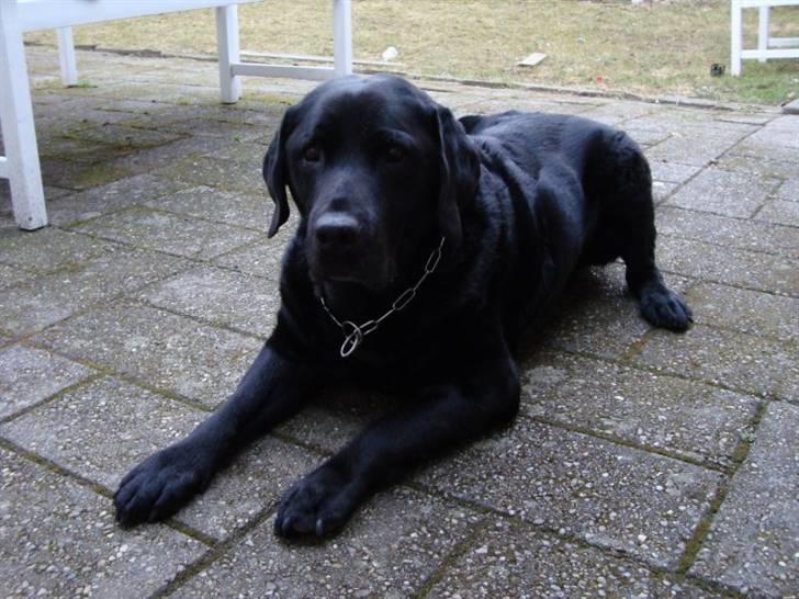 Labrador retriever Bamse * RIP * - Sommer 2010 :-) billede 7