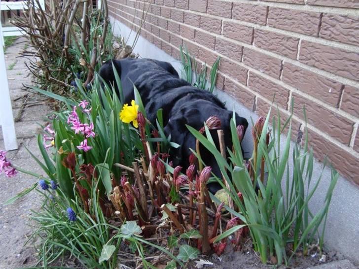 Labrador retriever Bamse * RIP * - Hygger sig i bedet :) billede 8