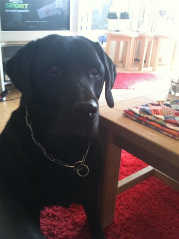 Labrador retriever Bamse * RIP * - Bamse på sin 12 års fødselsdag, d. 24/6-2010 :-) <3 billede 9