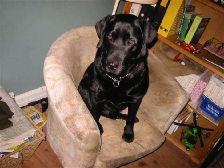 Labrador retriever Bamse * RIP * - Et 5 år gammel billede, Bamse 7 år :-) billede 10