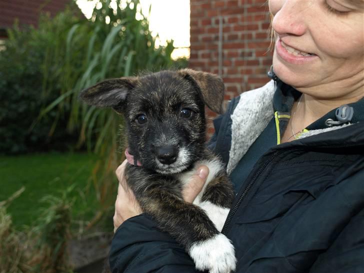 Blanding af racer Emma - Guldklumpen Emma - fik hende lørdag den 9. oktober 2010 billede 1