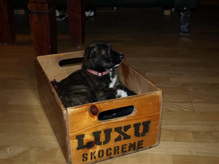 Blanding af racer Emma - Emma kunne som 8 uger gammel være i denne kasse  billede 2