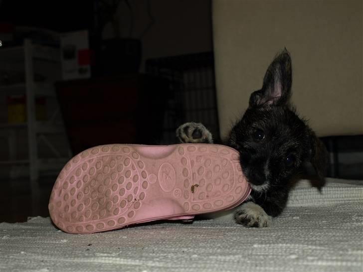 Blanding af racer Emma - Kunne godt se ud som om ørene rejser sig men det vides ikke  billede 3