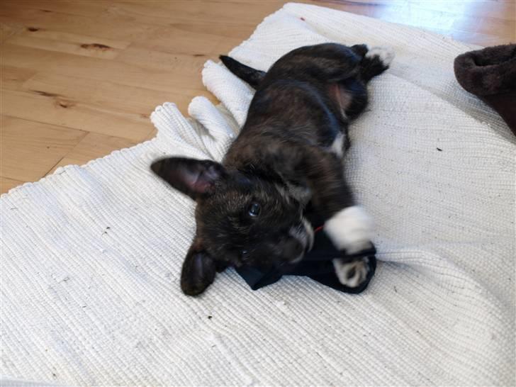 Blanding af racer Emma billede 4