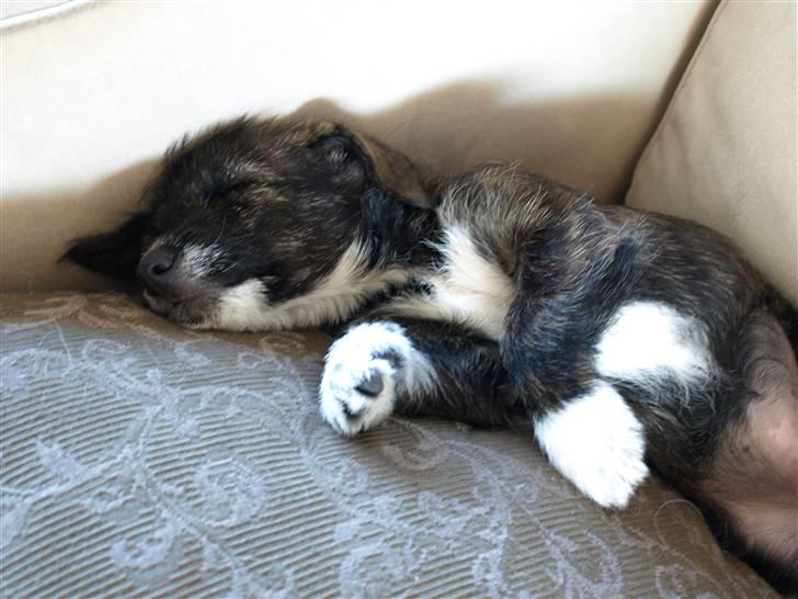 Blanding af racer Emma - Sofahund - det skal man lære med det samme.. det var ikke noget problem at lære billede 5