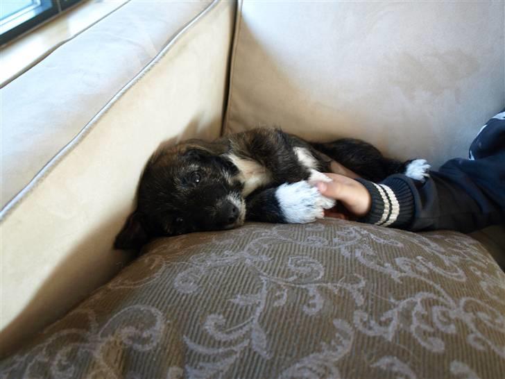 Blanding af racer Emma billede 6