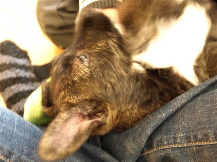 Blanding af racer Emma billede 7