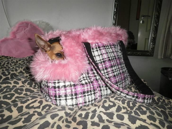 Chihuahua Baby billede 16