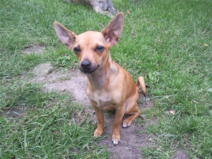 Chihuahua Baby billede 17