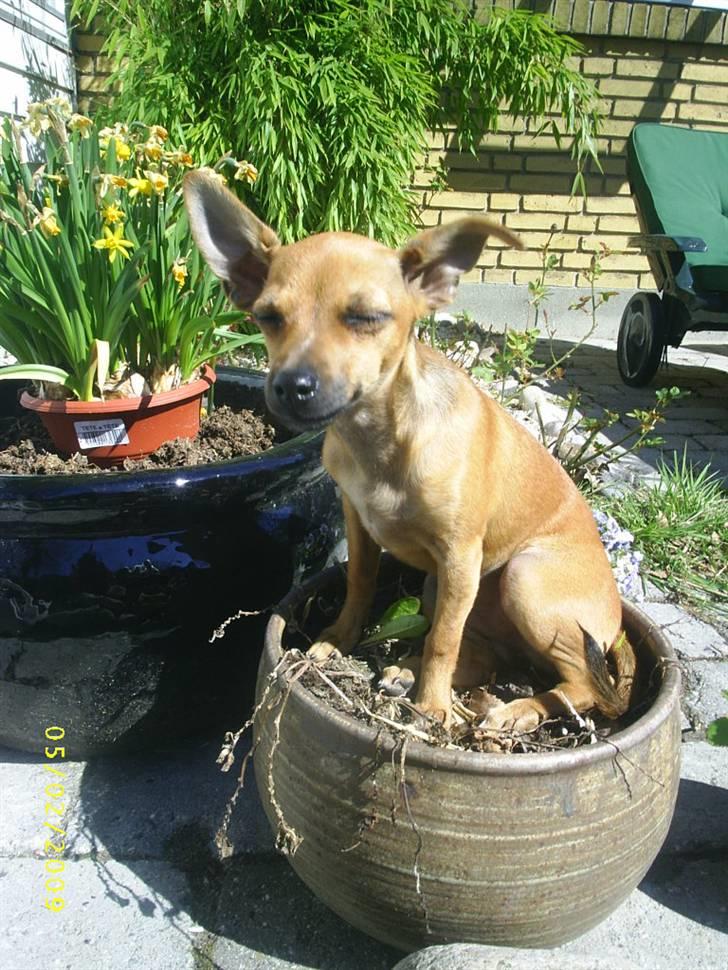 Chihuahua Baby billede 18