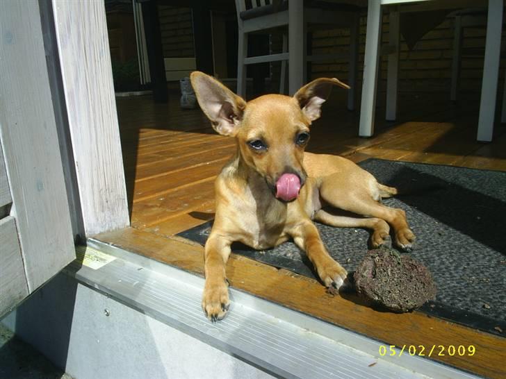 Chihuahua Baby billede 19