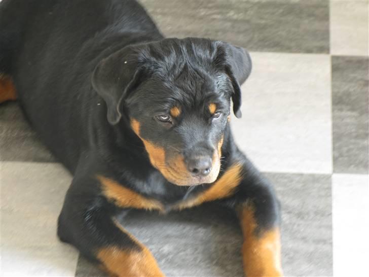 Rottweiler Coopzig Mizzy  billede 6