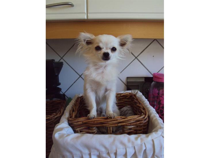 Chihuahua Pablo billede 1