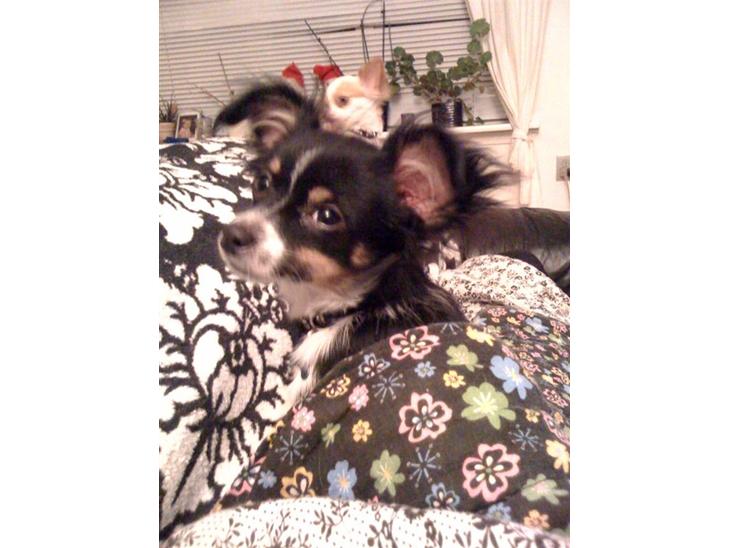 {{currentPhoto.altText}} billede {{currentPhoto.number}}