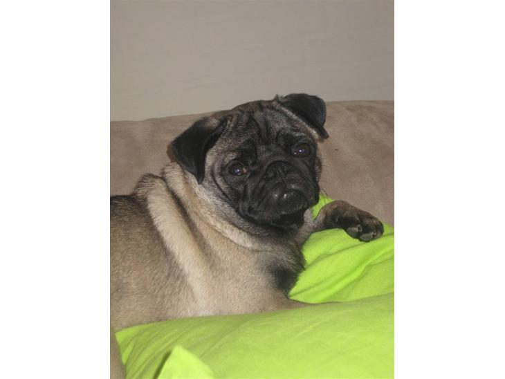 {{currentPhoto.altText}} billede {{currentPhoto.number}}