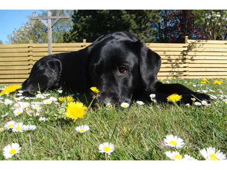 Labrador retriever Charlie billede 1