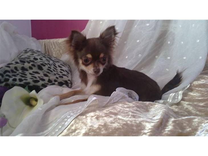 {{currentPhoto.altText}} billede {{currentPhoto.number}}