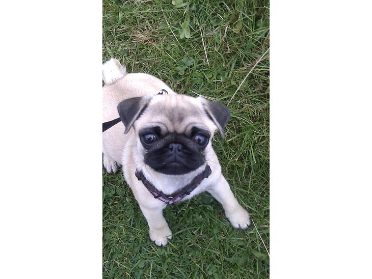 {{currentPhoto.altText}} billede {{currentPhoto.number}}