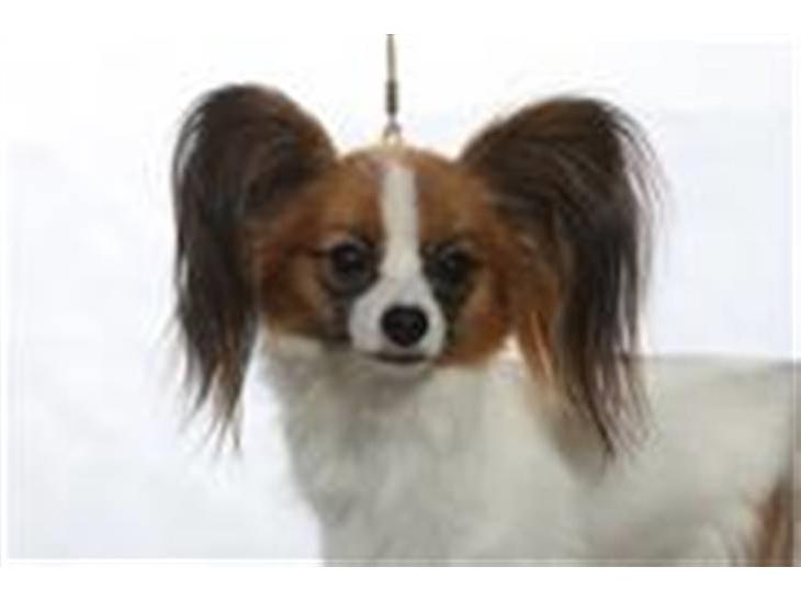 Papillon Emma billede 1