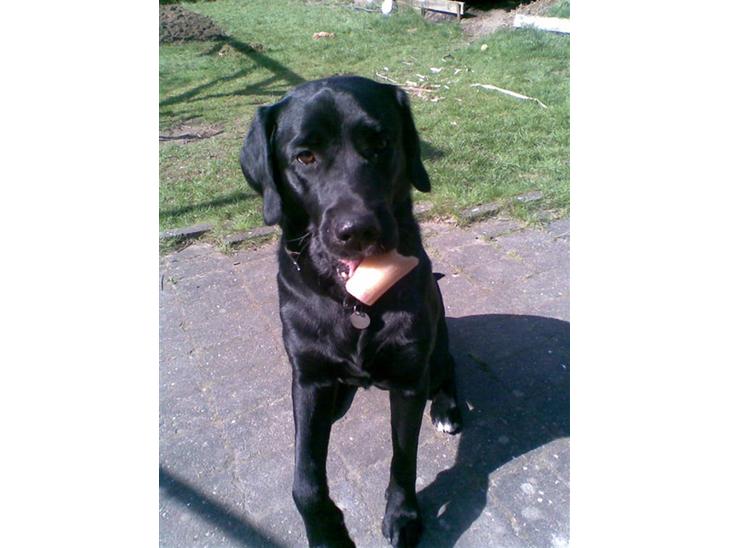 Labrador retriever dex billede 1