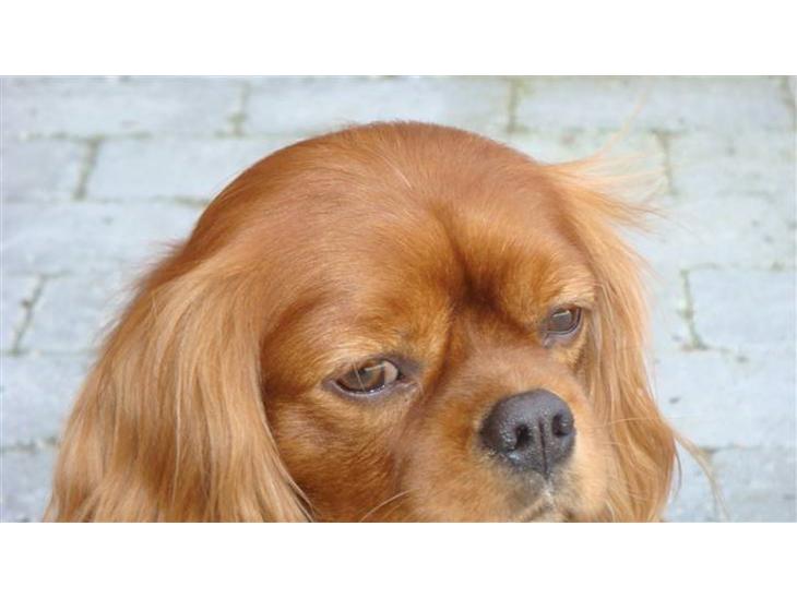 Cavalier king charles spaniel Anton - Dejlig mild kærlige Anton  billede 1