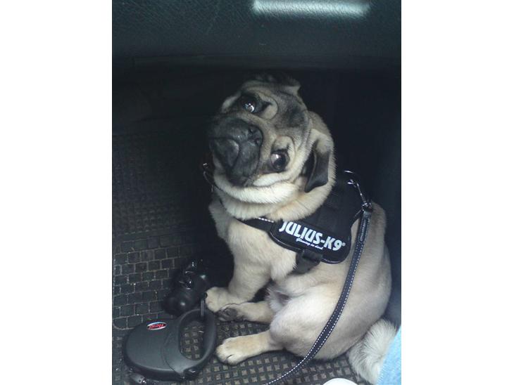 {{currentPhoto.altText}} billede {{currentPhoto.number}}