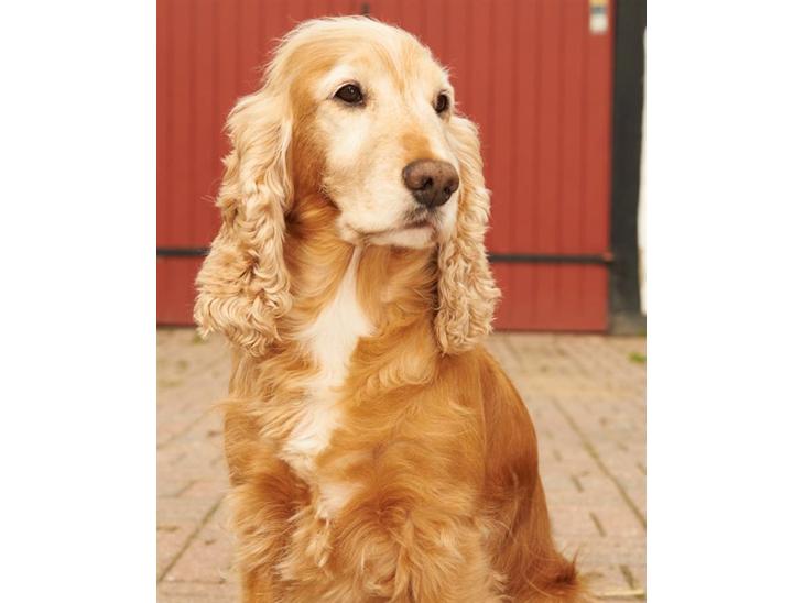 Cocker spaniel Janus - Janus oktober 2010 billede 1