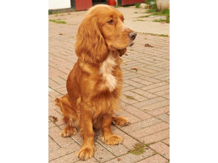 {{currentPhoto.altText}} billede {{currentPhoto.number}}