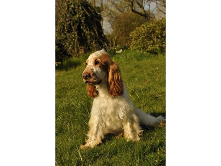 Cocker spaniel Nuggi - Han er da skøn billede 1