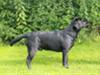 Labrador retriever Fifi sunshine casino