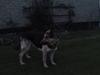 Schæferhund Basse