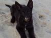 Blanding af racer Nika - *Givet væk* [ Himmelhund]