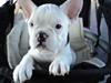 Fransk bulldog Fru. ludvigsen