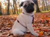 Mops Peanut