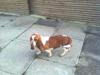 Basset hound bodil