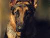 Schæferhund Tiger