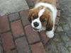Cavalier king charles spaniel Max